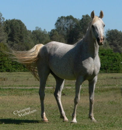 grey gray purebred arabian mare sv basksko bask witraz kaborr naborr ferbeyn fadju